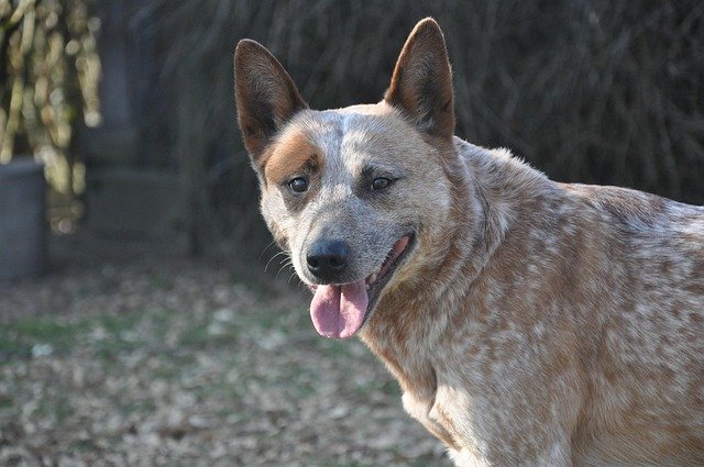 Australian Cattle Dog Health Issues