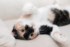 Calico Cat Behavior