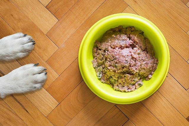 Can Dogs Eat Canned Cat Food