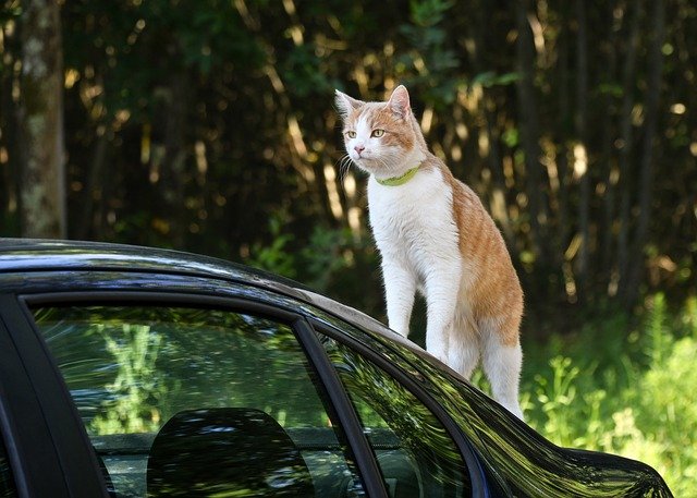 Car Has Cats