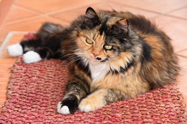 Caring for Long-Haired Cats