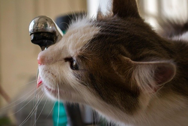Cat Drinking a Lot of Water and Losing Weight