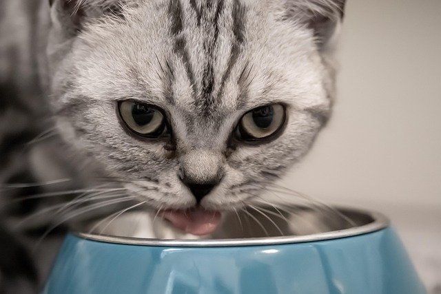 Cat Food for Older Cats Losing Weight