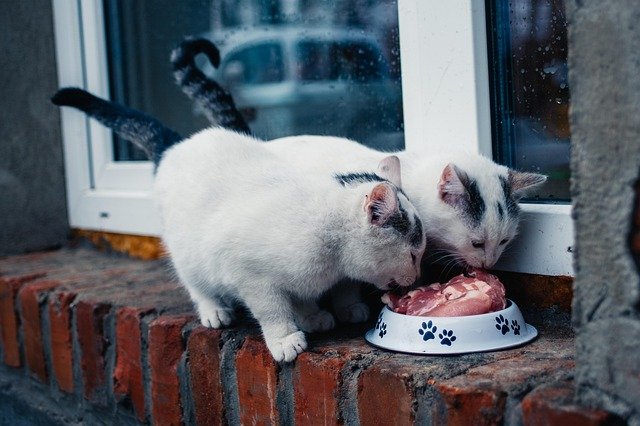 Cat Food for Older Cats