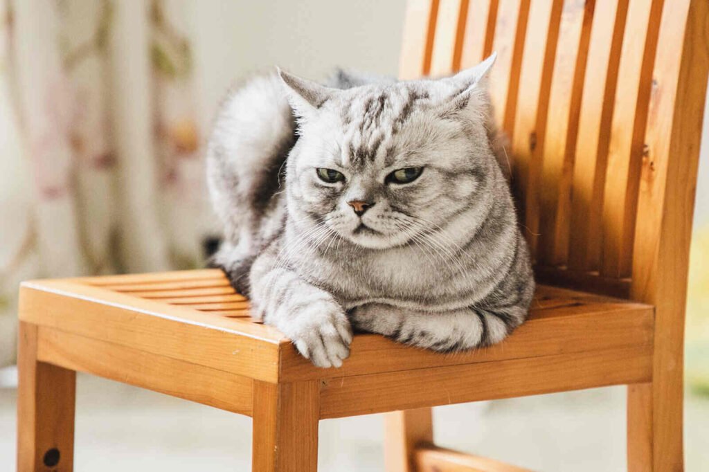 Cat in Heat Behavior