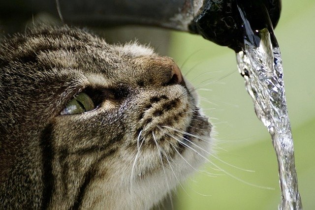 Check Hydration in Cats at Home