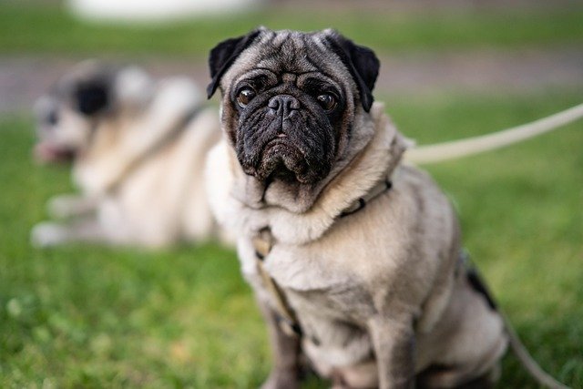 Common Health Issues in Pugs