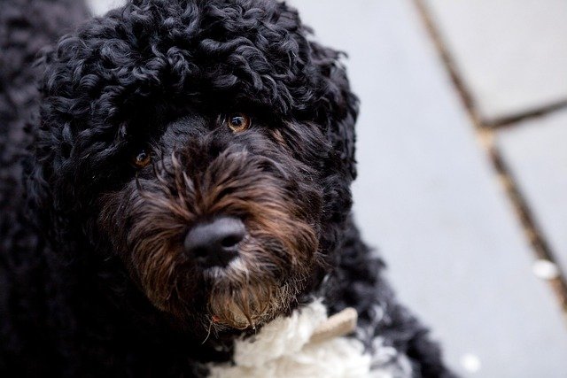 Common Health Problems in Portuguese Water Dogs