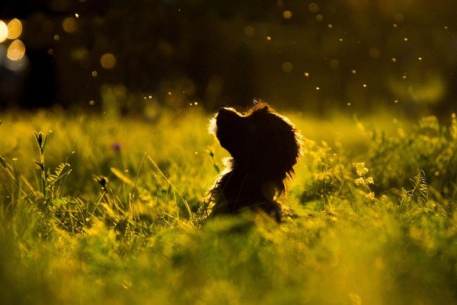 Dog Food to Stop Eating Poop