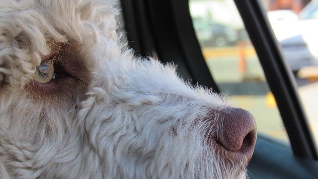 Dog Whine in the Car