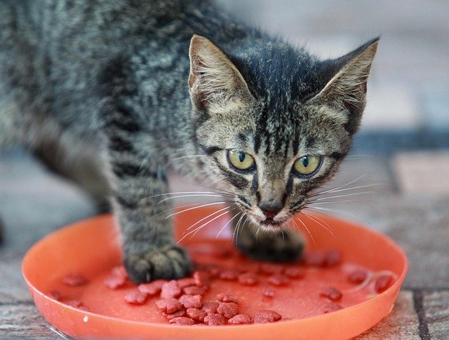 Finding the Best Feeding Schedule for Cats