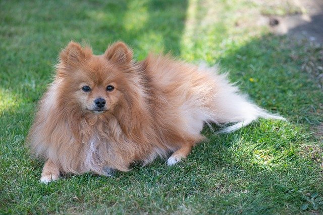 Health Problems in Your Pomeranian