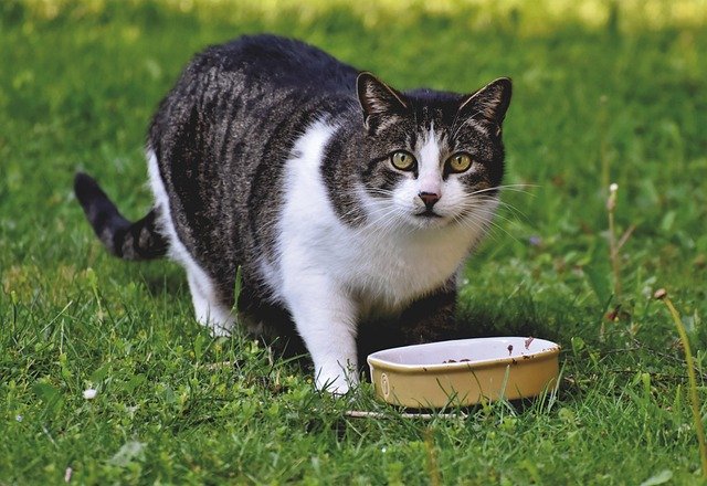 Highly Digestible Cat Food