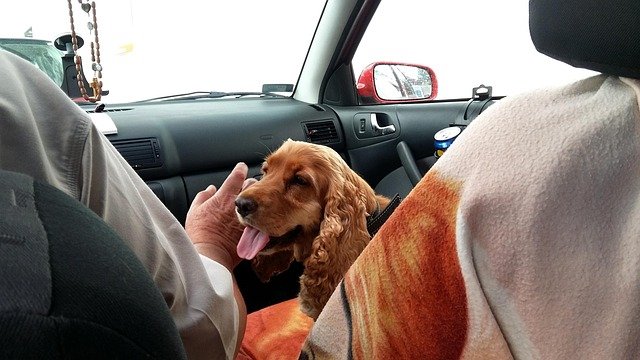 How to Get Dog Fur Out of Car Carpet