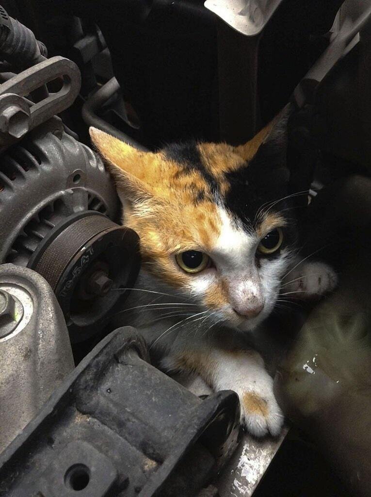 How to Get a Cat Out of a Car Engine Safely