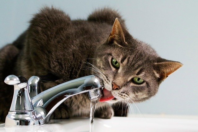 How to Hydrate My Cat at Home