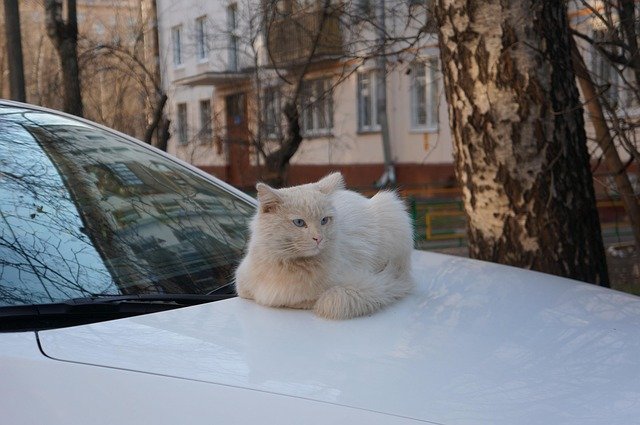 How to Keep Cats Off Your Car