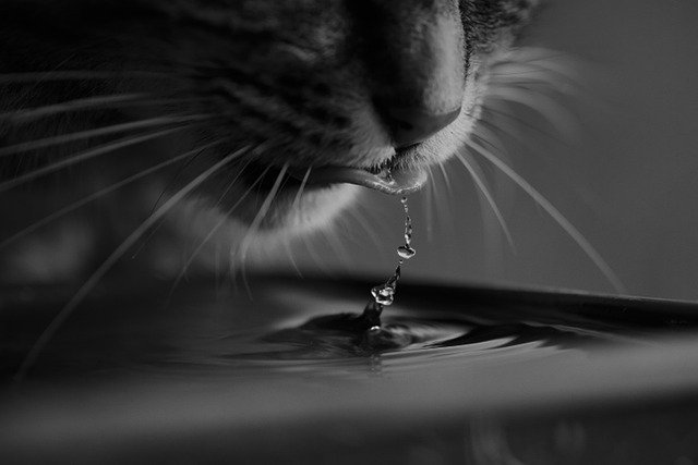 Hydration Supplements for Cats