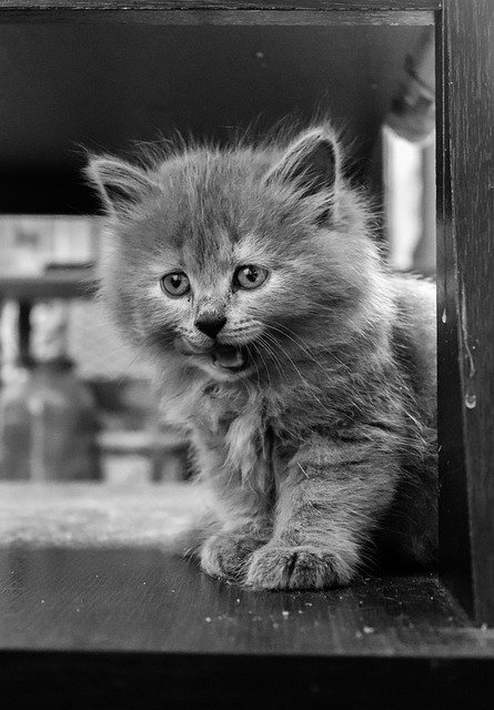 Is Panting a Sign of Stress in Cats