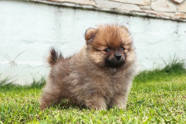 Recognize and Address Health Problems in Your Pomeranian