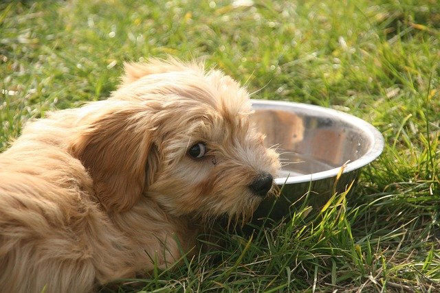 Signs Your Dog Is Dehydrated