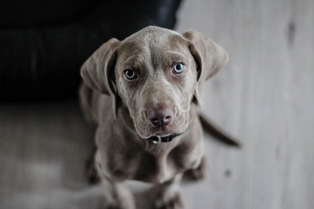 Weimaraner Dog Health Issues