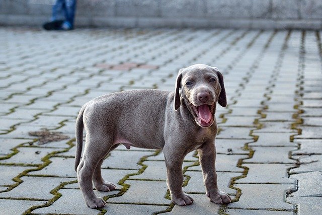 Weimaraner Dog Health