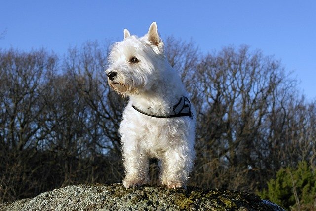 Westie Dog Health Issues