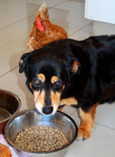What Chicken Meal Really Means in Dog Food