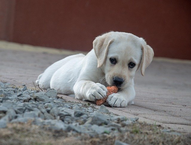 When to Switch a Puppy to Dog Food — Advice From a Practicing Veterinarian