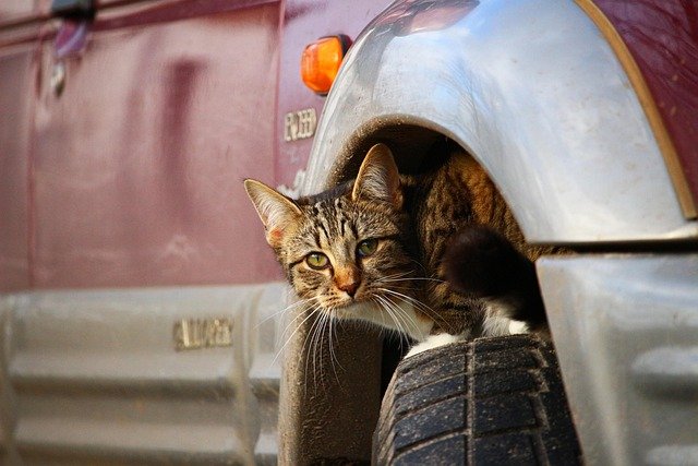 Where Cats Hide in Cars