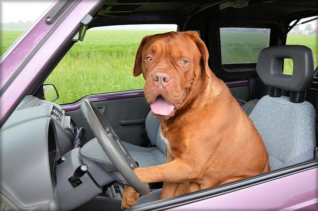 Why Dogs Cannot Drive Safely