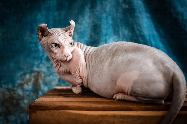 Sphynx Cat