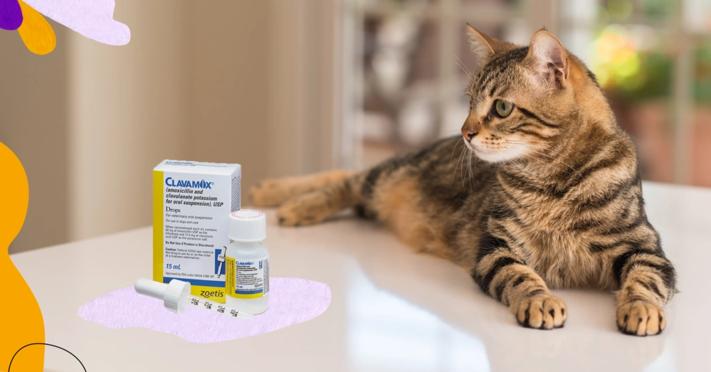 Amoxicillin Dosage for Dogs
