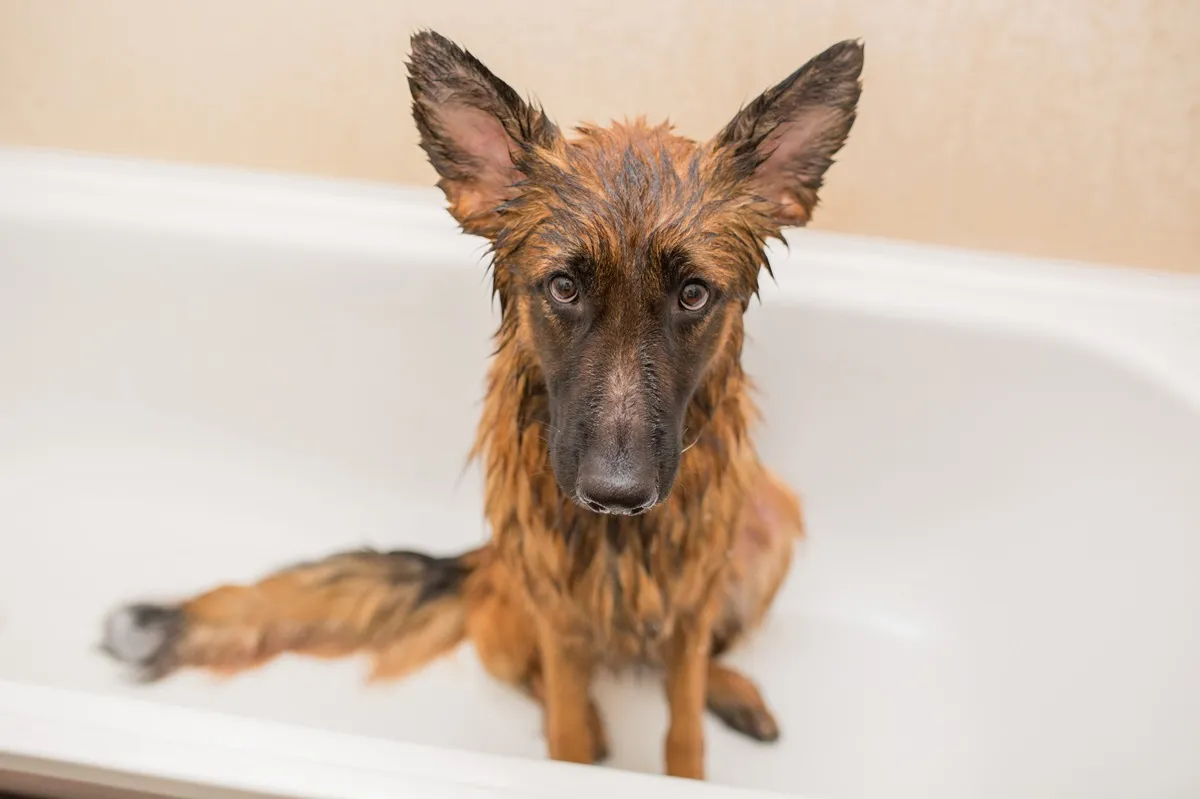 Bathe a German Shepherd Dog