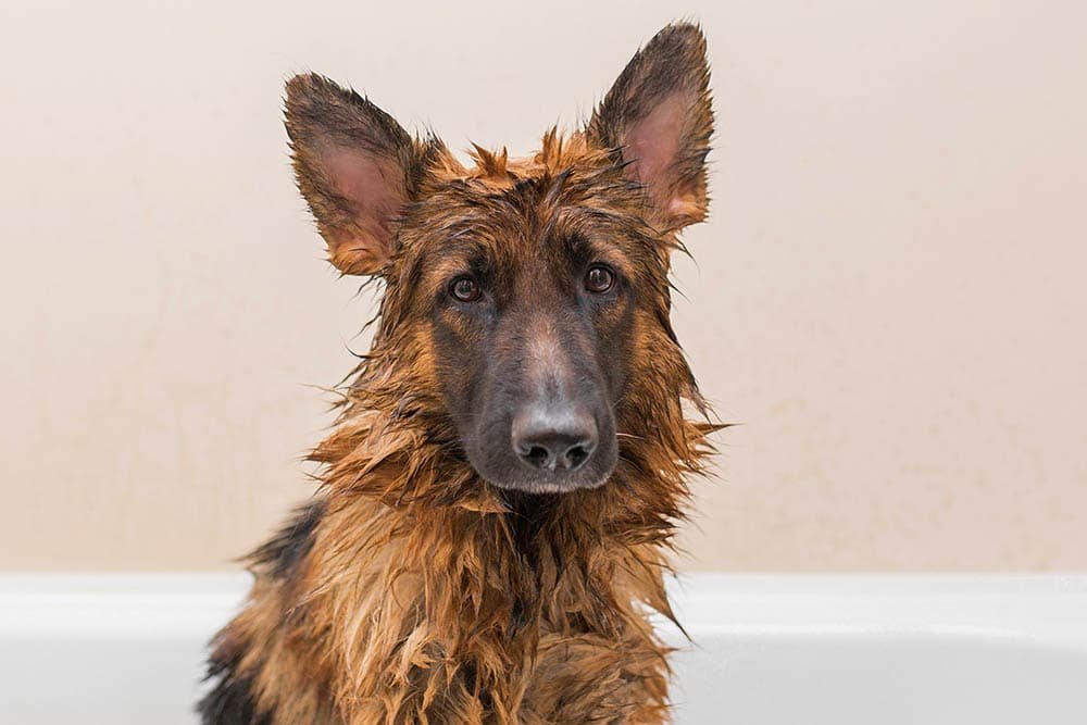 Bathing German Shepherd Dog