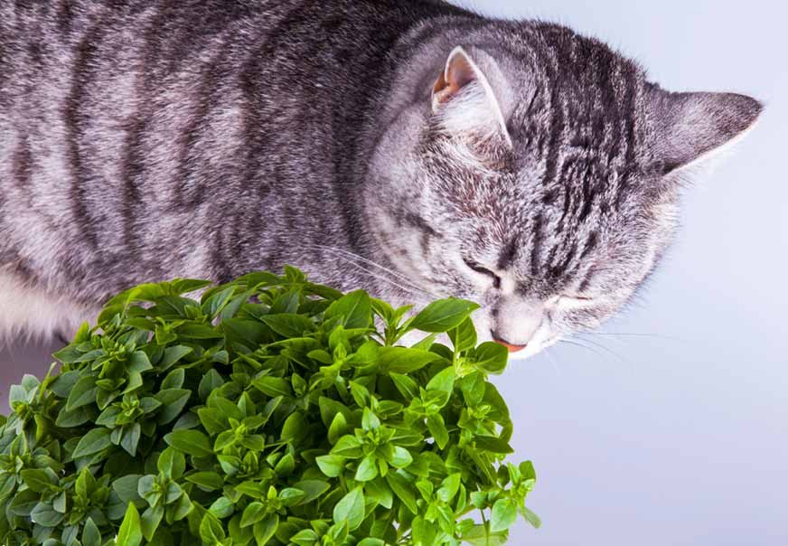 Benefits of Basil for Cats