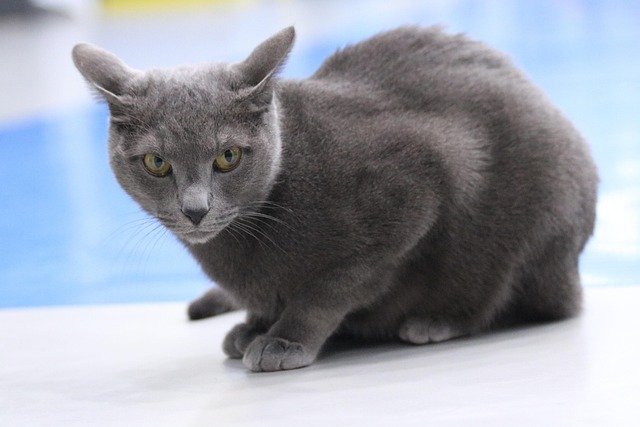 Best Care for Your Russian Blue Cat