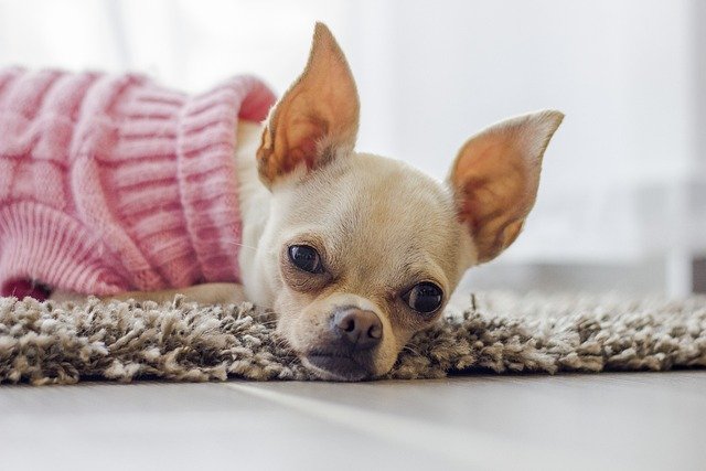 Best Home Remedies for Ear Mites in Dogs