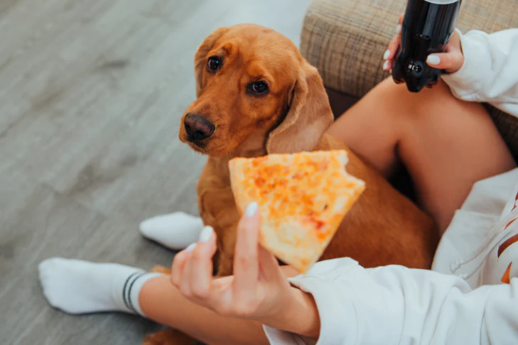 Can Dogs Eat Pizza