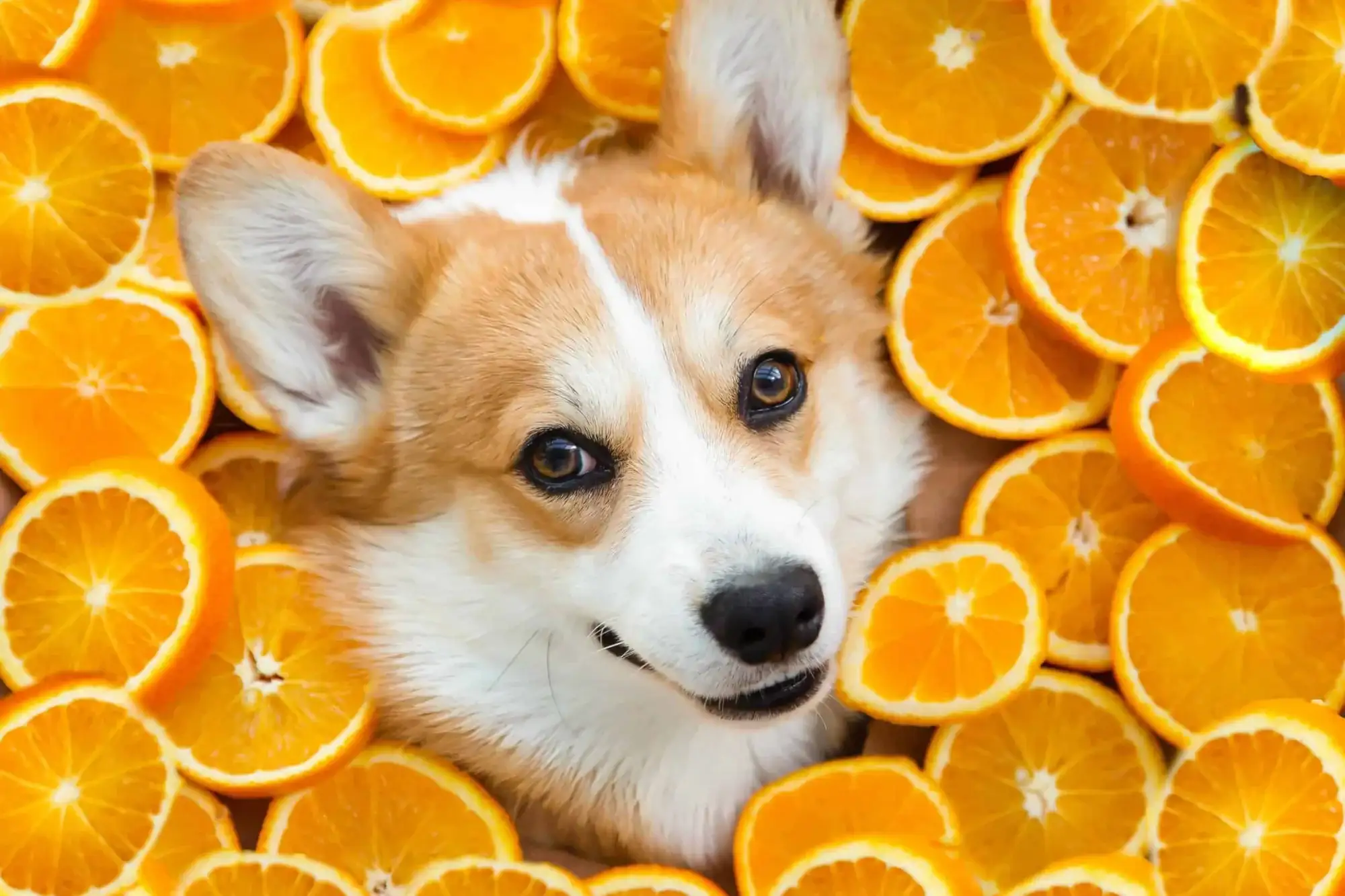 Can Dogs Safely Eat Clementine Oranges