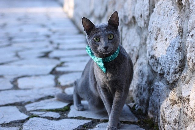 Care for Russian Blue Cat