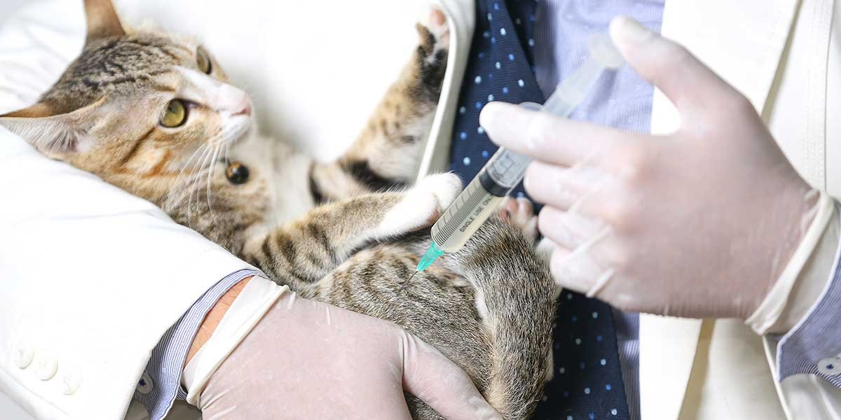 Cat Behavior After Vaccination