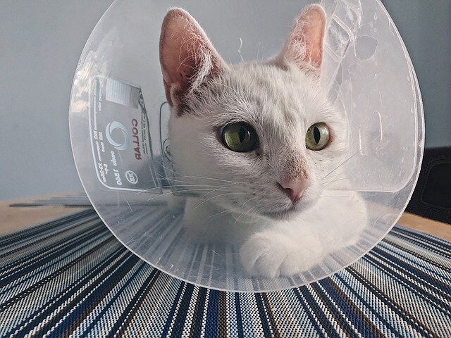 Cat Wear a Cone