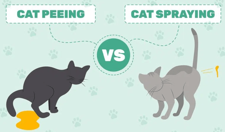 Cat is Peeing or Spraying