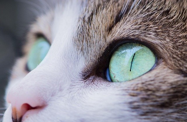 Cat's Cloudy Eye