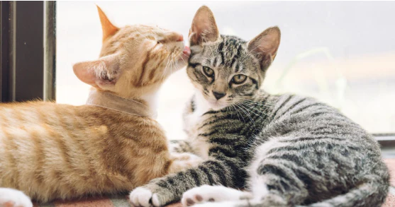 Cat's Grooming Behavior