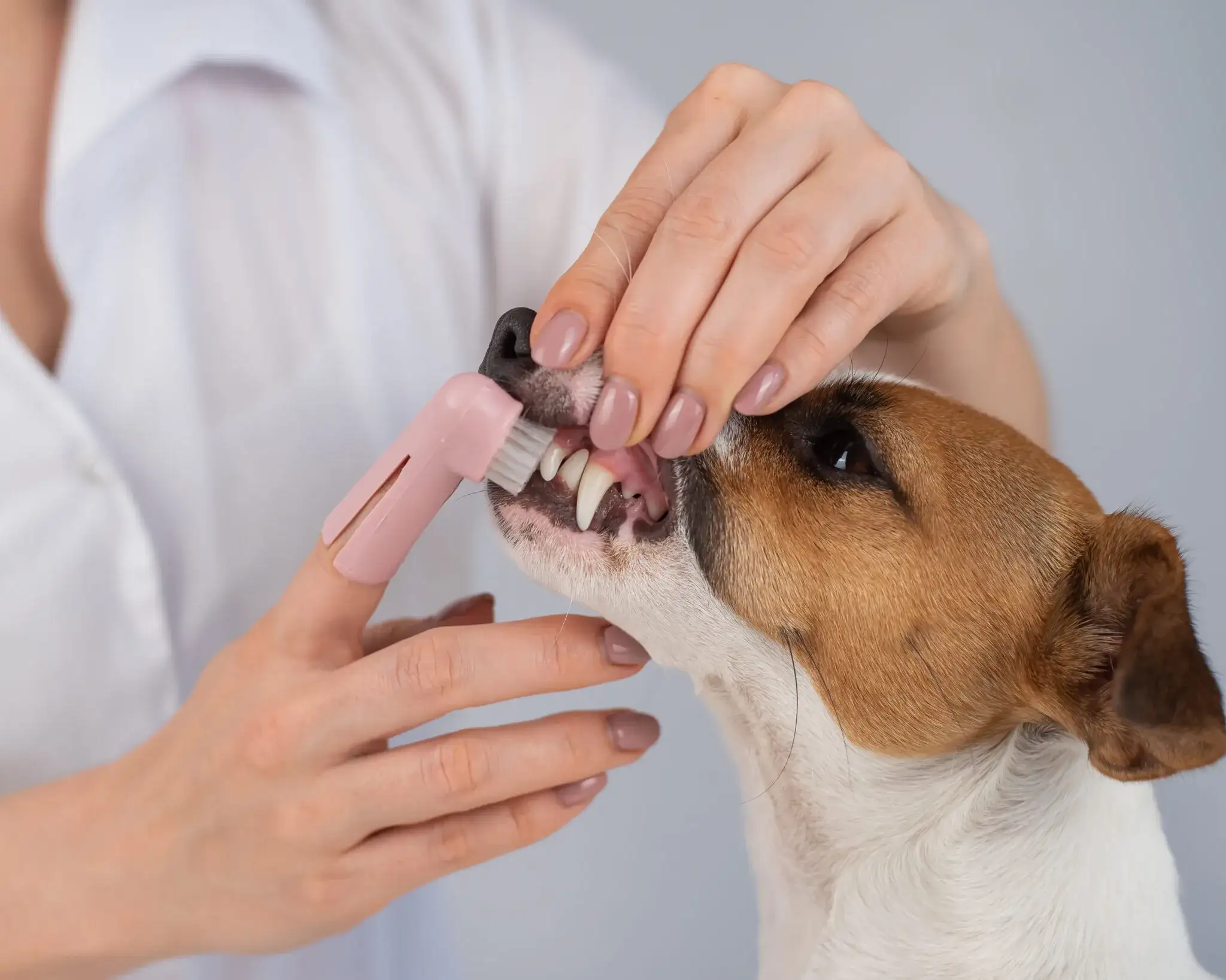 Do Dogs' Teeth Really Need to Be Brushed