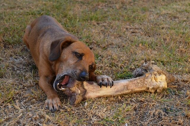 Dog to Eat a Bone