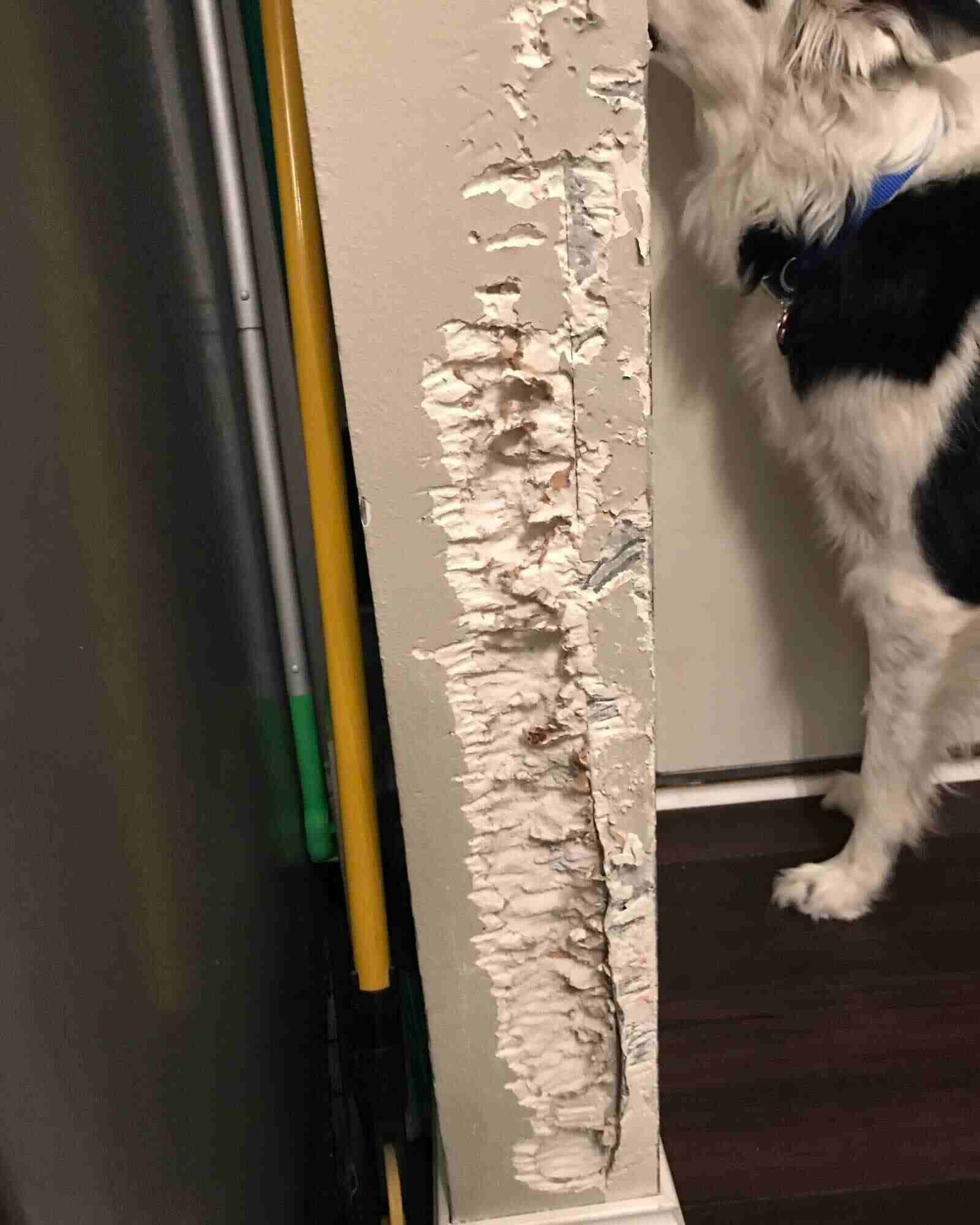 Door Trim Chewed by a Dog